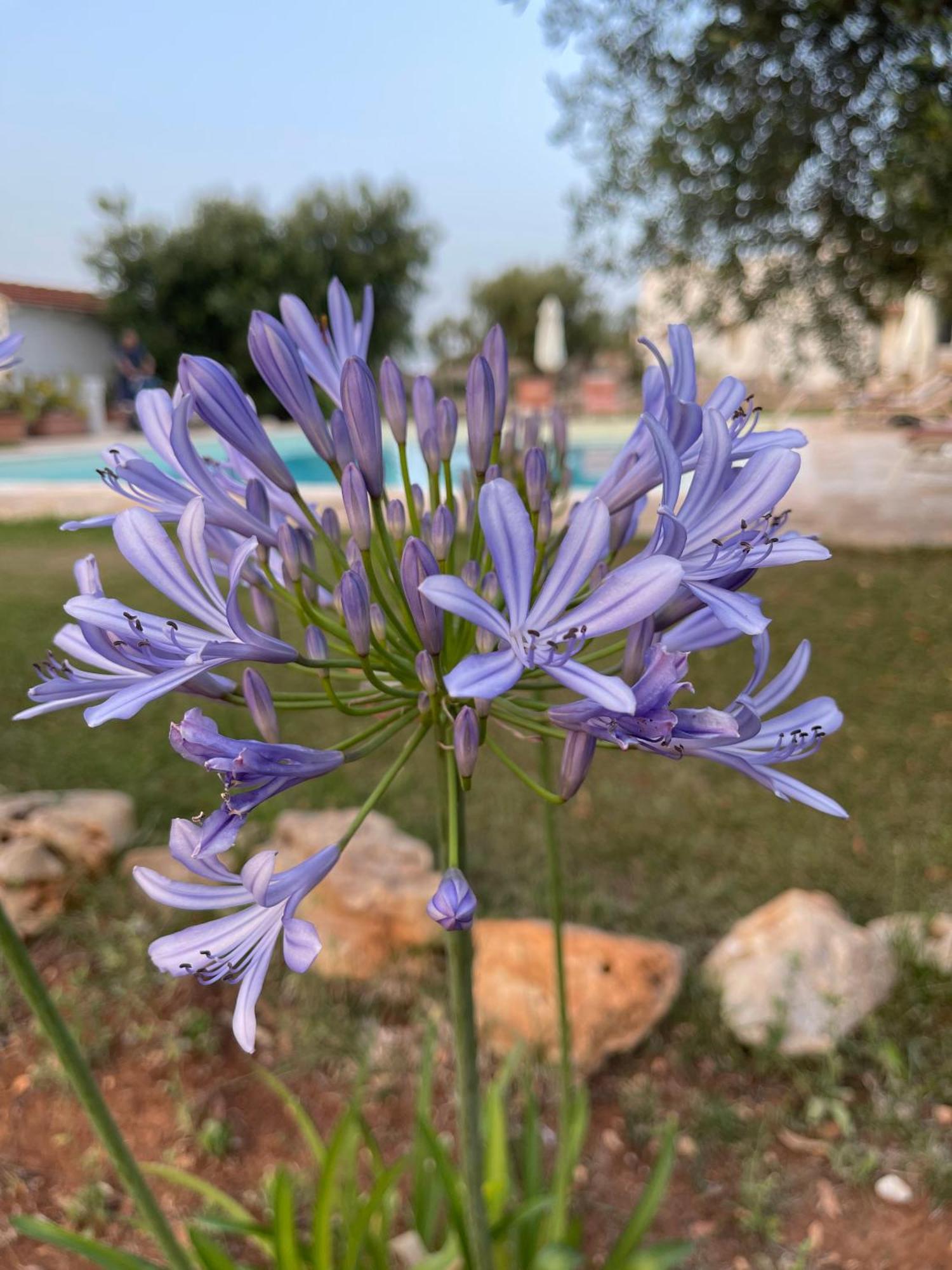 Masseria I Raffi B&B Monopoli Exterior foto
